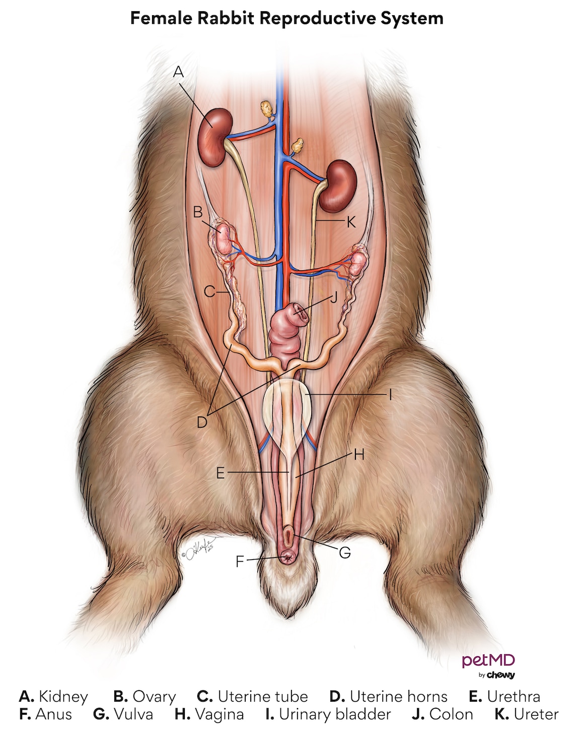 Female rabbit reproductive system; a diagram of a female rabbit reproductive system.